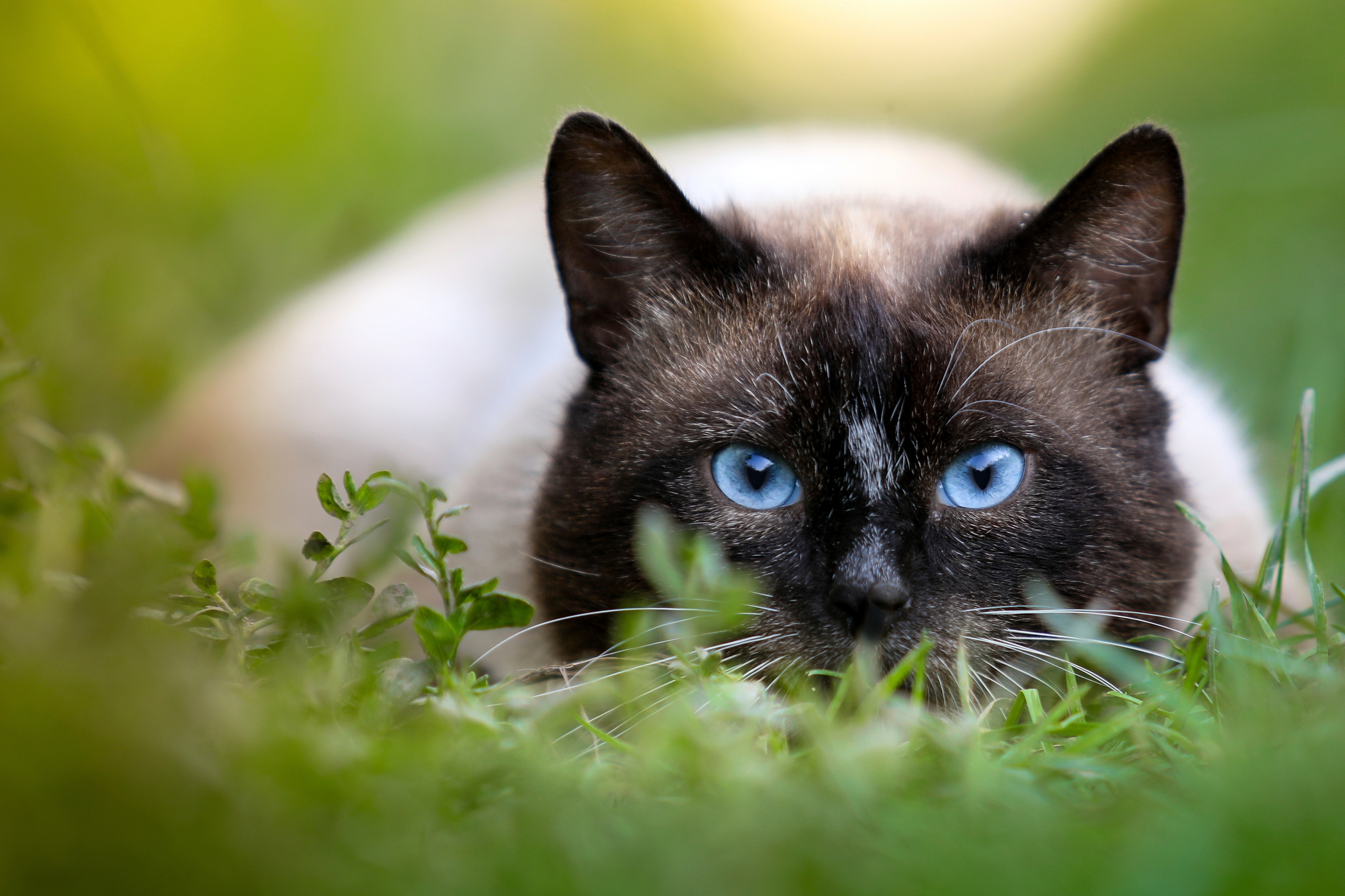 A picture of a siames cat in the grass