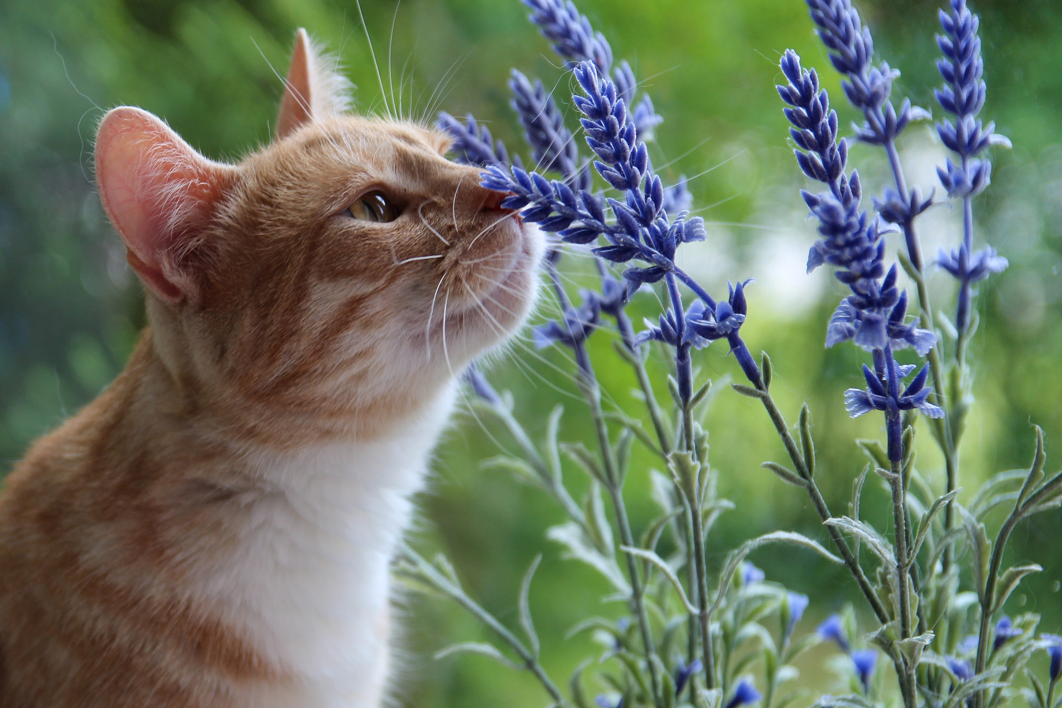 A picture of a orange and white cat smelling lavander